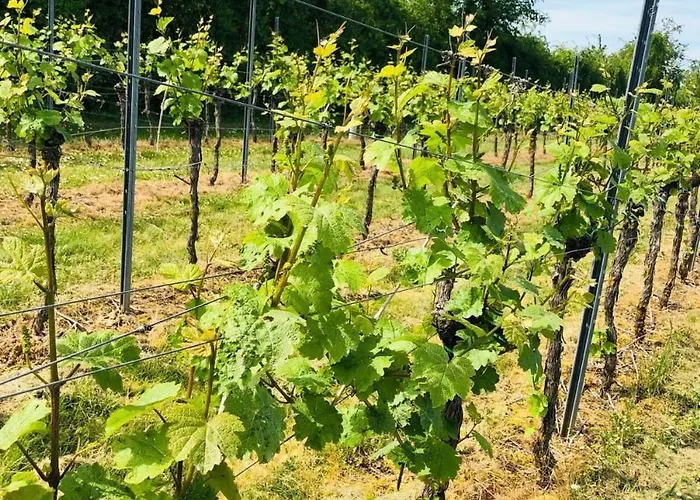 Feldmann 公寓 Freckenfeld